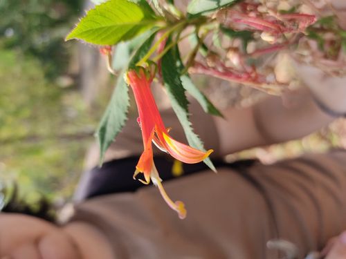 flores herbario